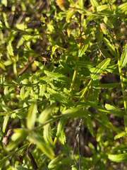 Baccharis plummerae, photograph (c) klicklo, some rights reserved (CC BY)
