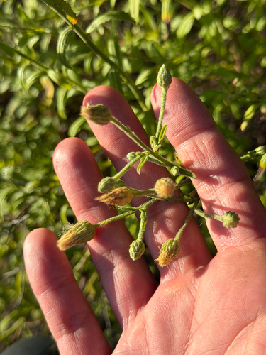 Baccharis plummerae, photograph 3