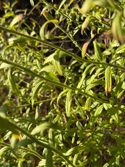 Baccharis plummerae