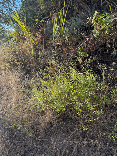 Baccharis plummerae, photograph 4
