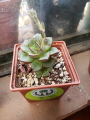 Echeveria moranii