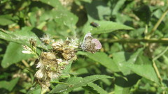 Leptotes cassius cassius