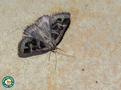 Cerocala contraria