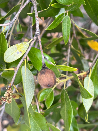 iNaturalist observation photo of Heteroecus