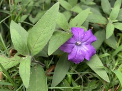 Ruellia squarrosa