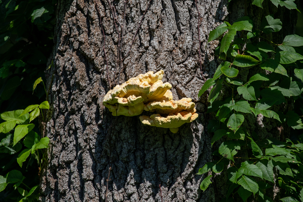chicken of the woods · July 2026 · photo: Photo: (c) Timon T. K., some rights reserved (CC BY) · iNaturalist