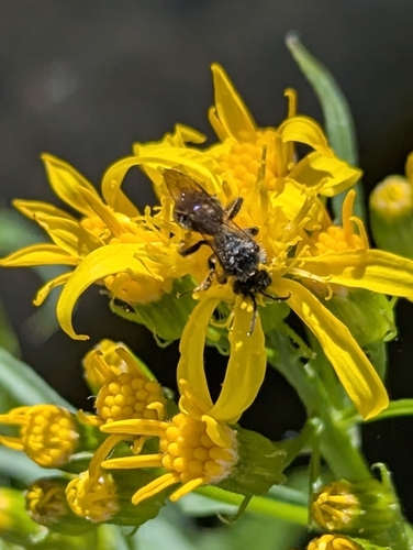 iNaturalist observation photo of Bees