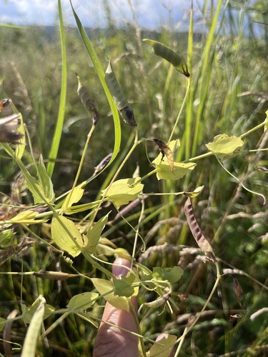 Lathyrus aphaca, photograph 5