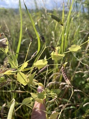 Lathyrus aphaca, photograph (c) Наталья Пикалова, some rights reserved (CC BY)
