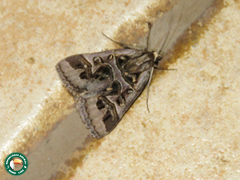 Cerocala contraria