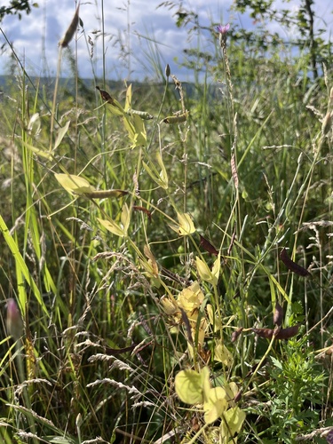 Lathyrus aphaca, photograph 6