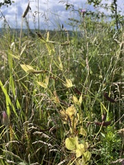 Lathyrus aphaca, photograph (c) Наталья Пикалова, some rights reserved (CC BY)