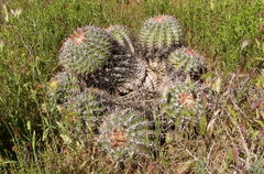 Ferocactus viridescens