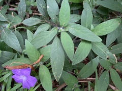 Ruellia squarrosa