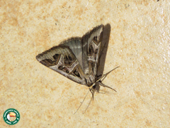 Cerocala contraria