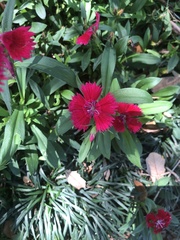 Dianthus chinensis × barbatus