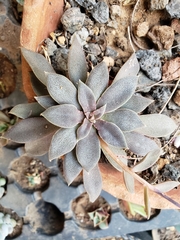 Echeveria carnicolor