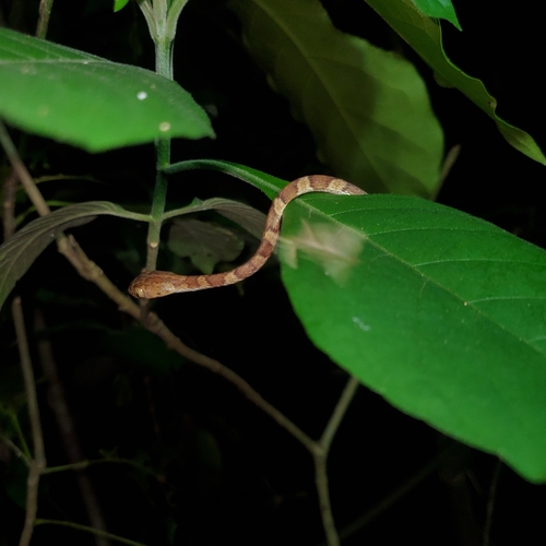 Central American Tree Snake