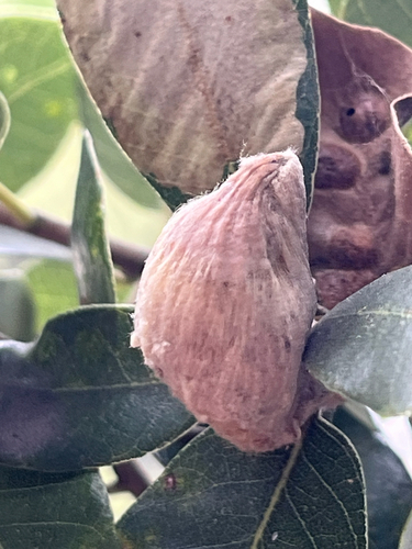 iNaturalist observation photo of Heteroecus dasydactyli