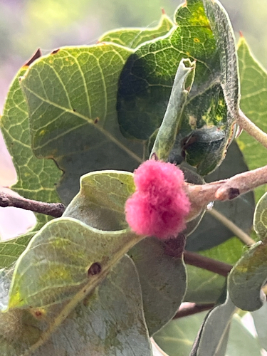 iNaturalist observation photo of Oak Gall Wasps