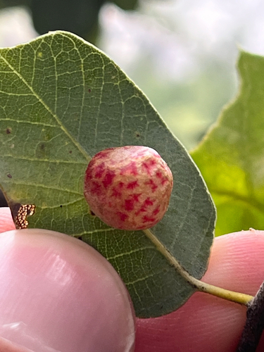 iNaturalist observation photo of Andricus