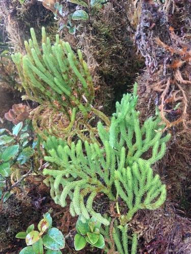 Lycopodium venustulum observed 2026-06-30