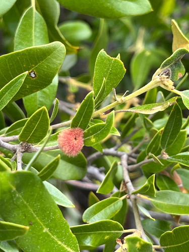 iNaturalist observation photo of Oak Gall Wasps