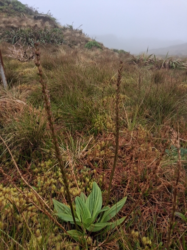 Plantago pachyphylla observed 2026-06-30