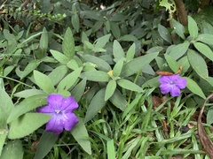 Ruellia squarrosa