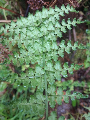 Dryopteris glabra observed 2026-06-30