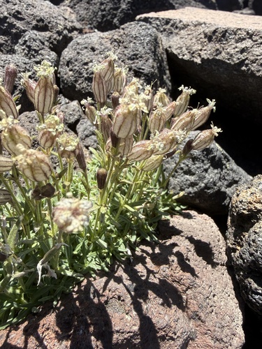 Silene suksdorfii, 2026-07-04