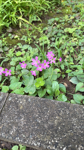 Largeflower pink-sorrel