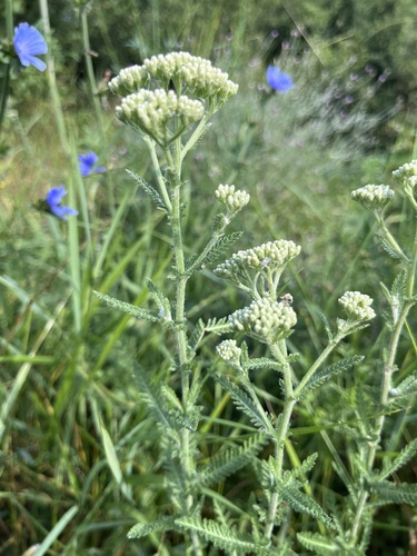 Achillea setacea, photograph 6