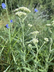 Achillea setacea, photograph (c) Наталья Пикалова, some rights reserved (CC BY)