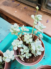 Graptopetalum mendozae