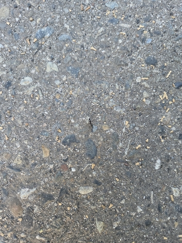 iNaturalist observation photo of Western Black Carpenter Ant