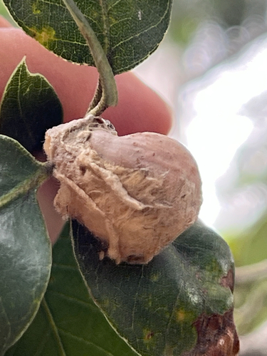 iNaturalist observation photo of Heteroecus dasydactyli