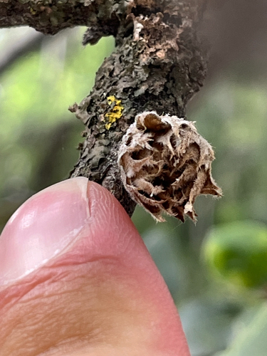 iNaturalist observation photo of Leafy Bud Gall Wasp