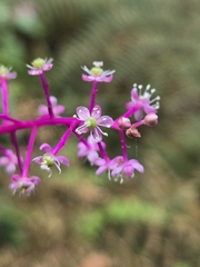 Phytolacca rivinoides