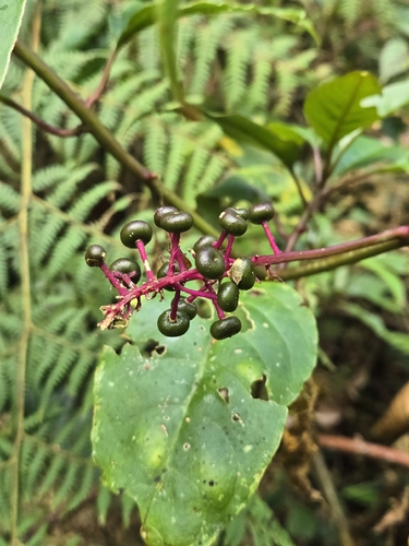 Phytolacca rivinoides, photograph 2