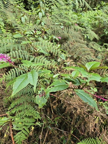 Phytolacca rivinoides, photograph 3
