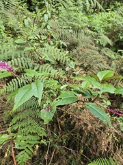 (c) Cen_Bamper, some rights reserved (CC BY) Phytolacca rivinoides, photograph (c) Cen_Bamper, some rights reserved (CC BY)