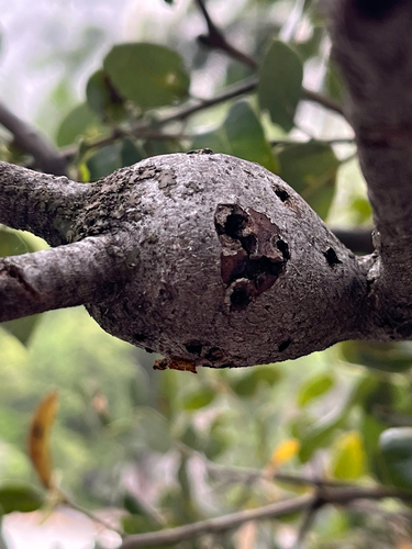 iNaturalist observation photo of Oak Gall Wasps