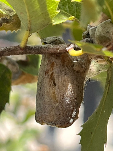 iNaturalist observation photo of Heteroecus dasydactyli
