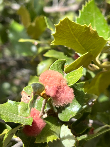 iNaturalist observation photo of Oak Gall Wasps