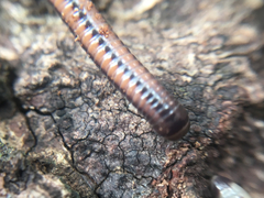 Spirobolellus immigrans
