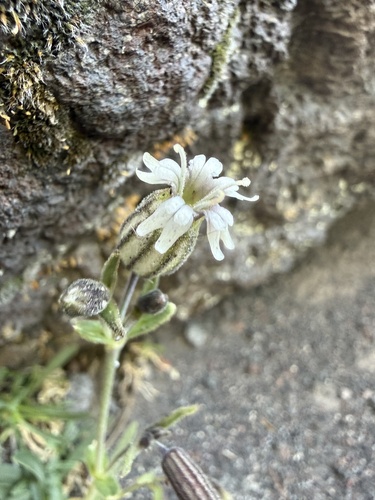 Silene suksdorfii, 2026-07-05