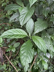 Metarungia pubinervia