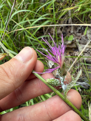Cirsium carolinianum, photograph (c) carter, some rights reserved (CC BY)