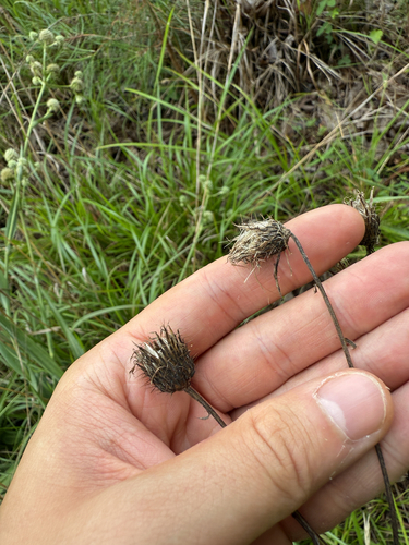 Cirsium carolinianum, photograph 3